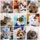 thumbnail image 4 of Disfraz de marinero para mascotas NAMSAN para gatos y perros pequeños, 4 of 6