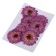 thumbnail image 1 of 10 Piezas De Flores Prensadas Secas Para Manualidades De álbum De Recortes Para Bricolaje Margarita Morada, 1 of 3
