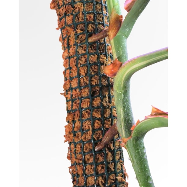 Tutor de Musgo 70 cm para Monstera, Filodendro, Potus y Plantas Trepadoras  | Lider