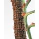 thumbnail image 3 of Tutor de Musgo 100 cm para Monstera, Filodendro, Potus y Plantas Trepadoras, 3 of 3