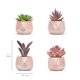thumbnail image 2 of Conjunto de 4 suculentas Nordik By Design en oro rosa, 2 of 6