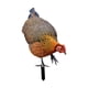 thumbnail image 4 of Estatua De Animal Estacas Escultura De Pollo Realista Para Patio Camino Césped Patio A, 4 of 5