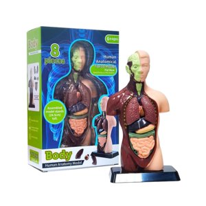 Genérico - Figura Cuerpo Humano 8 Piezas Cafe