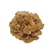 thumbnail image 1 of Rumba Doble Scrunchie XL Accesorios Color Café, 1 of 2