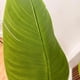 thumbnail image 4 of Artificial banano arbol planta arbusto 210 Mt  aspecto real verde, 4 of 5