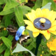 thumbnail image 4 of Colibrí De Jardin Picaflor En Girasol Estaca Solar Giratoria, 4 of 5
