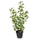 thumbnail image 4 of Planta artificial Vickerman, triángulo abigarrado, ficus, 24 pulgadas, 4 of 4
