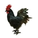 thumbnail image 2 of Modelo de simulación de gallo, figura de gallo de simulación, accesorio fotográfico, estatua de jardín de decoración al aire libre realista para jardí Negro, 2 of 5