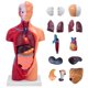 thumbnail image 1 of Modelo de cuerpo humano Ceonam de 28 cm con 15 piezas desmontables de PVC, 1 of 8