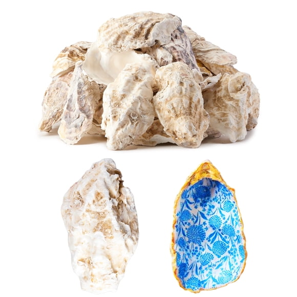 Conchas de ostra para manualidades Letravagance extra grandes, 30 unidades