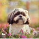 thumbnail image 1 of Calendario PACIFIC WATERS PRESS 12x24 Shih Tzus 2027, 1 of 9