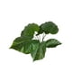thumbnail image 2 of Planta Manto De Eva 71cm Artificial, 2 of 3