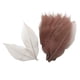 thumbnail image 1 of Set 100 Hojas de Esqueleto Magnolia Natural Fiocias Café, 1 of 5