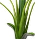 thumbnail image 3 of Banana Tree 118 Cm, 3 of 3