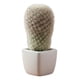 thumbnail image 1 of Planta Artificial Decorativa Cactus Ornamental Botánica Jhn, 1 of 3