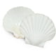 thumbnail image 5 of Conchas de vieira SEAJIAYI, 10 unidades, 11 — 13 cm, conchas marinas para hornear, 5 of 8