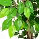 thumbnail image 2 of Planta artificial Ficus Frondosa 1,80MT, 2 of 4