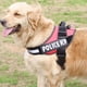 thumbnail image 2 of Arnés para perros K9 Rosado XXL, 2 of 3