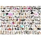 thumbnail image 1 of Rompecabezas EuroGraphics World of Cats de 1000 piezas, 1 of 3
