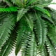 thumbnail image 2 of Juego de helechos artificiales de Boston casi naturales, 48 pulgadas (122 cm), 2 piezas, 2 of 6