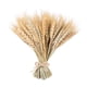 thumbnail image 3 of 100 Piezas De Flor De Oreja De Trigo Real Flores Secas Decoración De Fiesta De Boda Natural, 3 of 3