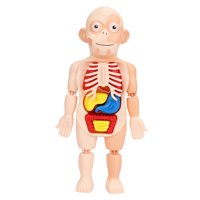 Magideal - Modelo De Torso Corporal, Juguete De Aprendizaje Temprano Y Educativo Escolar, Ensamblaje De Juguetes Diy, Herramientas De Enseñanza De Órganos Del Niños