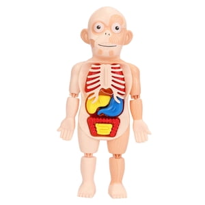 Magideal - Modelo De Torso Corporal, Juguete De Aprendizaje Temprano Y Educativo Escolar, Ensamblaje De Juguetes Diy, Herramientas De Enseñanza De Órganos Del Niños