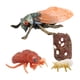 thumbnail image 3 of Ciclo De Vida De Animales Realistas Modelo Ciclo De Crecimiento De Juguete Juguetes Para Ni?os Cigarra, 3 of 5