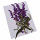 thumbnail image 3 of 10 Piezas De Flores Prensadas Secas Para Manualidades Scrapbooking DIY Flores Púrpuras, 3 of 3