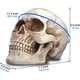 thumbnail image 2 of Calavera de resina READAEER tamaño real, 2 of 3