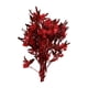 thumbnail image 5 of Ramo De Flores Secas Para Boda, Fiesta, Cocina, Planta, Tallo, Dodonaea Viscosa, Rojo, 5 of 5
