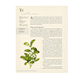 thumbnail image 4 of 50 Plantas Que Han Cambiado El Curso De La Historia, 4 of 6