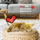 thumbnail image 5 of Petzzz Chihuahua Perfect Petzzz Peluche Realista 25 × 19 × 9 cm, 5 of 7