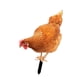 thumbnail image 5 of Estaca De Estatua De Animal De Pollo Realista Para Patio, Piscina, Porche Delantero, 27 Cm X 16,3 Cm, 5 of 5