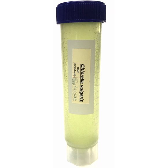 Cultura de Algas Chlorella vulgaris 50 mL – Algae Research