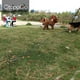 thumbnail image 4 of Cable de amarre para perros de 3, 4, 8 y 10 metros, para mascotas pequeñas y medianas (3 m, azul), 4 of 5