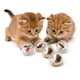 thumbnail image 1 of Juguete para gato pack de 6 pelotas con insectos, 1 of 3