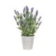 thumbnail image 1 of Planta Decorativa Lavanda 46 cm, 1 of 1