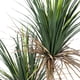 thumbnail image 3 of Planta Artificial Yuca 160 CM, Con Filtro UV, 3 of 3