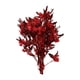 thumbnail image 2 of Ramo De Flores Secas Para Boda, Fiesta, Cocina, Planta, Tallo, Dodonaea Viscosa, Rojo, 2 of 5