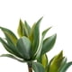 thumbnail image 4 of Agave 116 Cm, 4 of 4