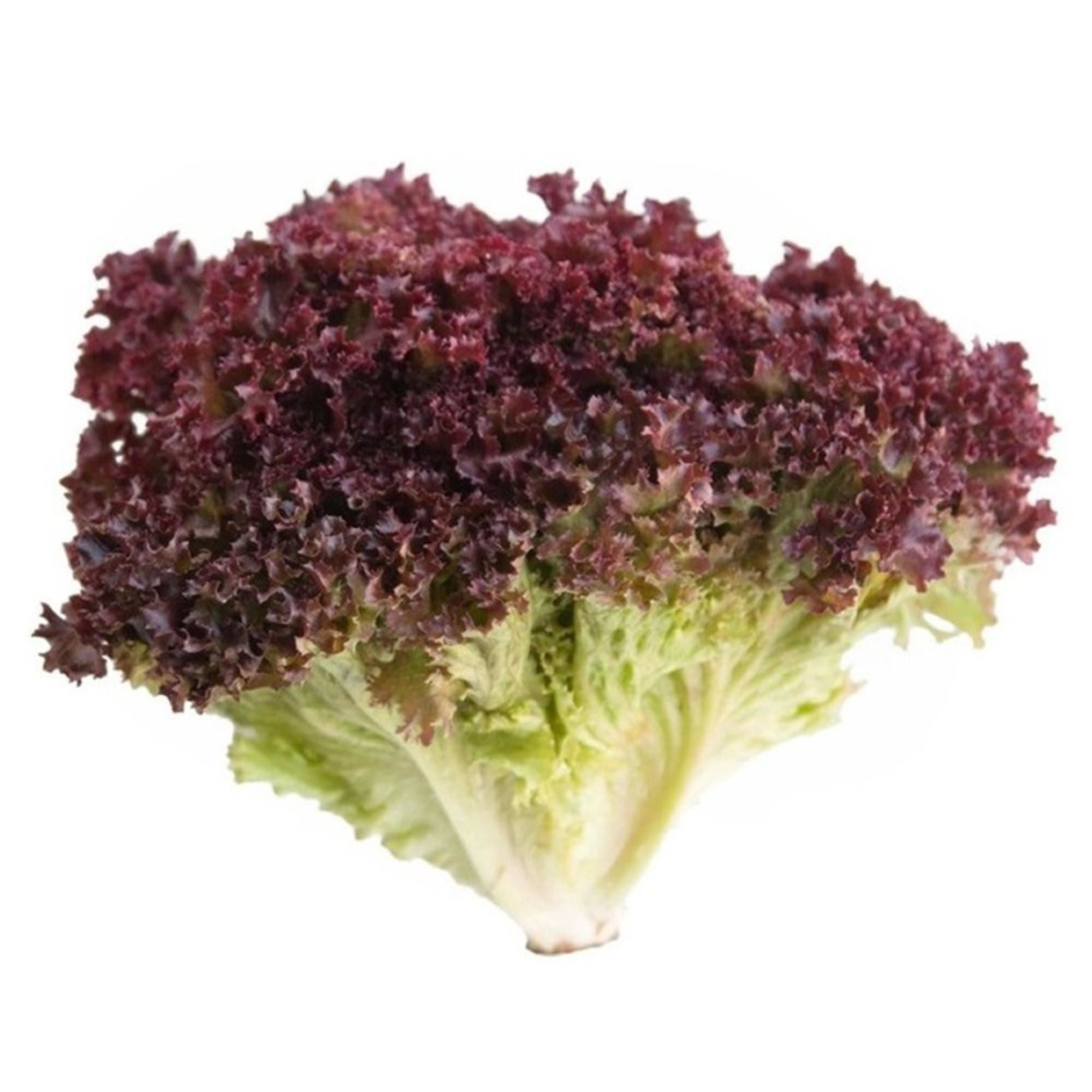 Lechuga Lollo Rosa Hidropónica Bolsa 1 Un