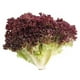 thumbnail image 1 of Lechuga Lollo Rosa Hidropónica Bolsa, 1 Un, 1 of 2