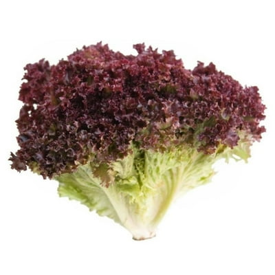 Lechuga Lollo Rosa Hidropónica Bolsa 1 Un