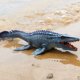 thumbnail image 5 of Modelo de animal oceánico realista de Toy Mosasaurus EOIVSH, grande, 34 cm, 5 of 6