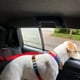 thumbnail image 4 of Solid Color 2 In 1 Pet Car Seat Belt Nylon Lead Leash Backseat Safety Belt Adjustable For Dog & Cat, 4 of 5