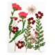 thumbnail image 1 of Flores Secas Prensadas Hojas Reales Para Manualidades De Resina De Joyería DIY Rojo, 1 of 5