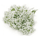 thumbnail image 3 of Flores ilusiones gypsophila artificiales blanco, 3 of 3