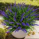 thumbnail image 1 of Plantas artificiales de lavanda Gipsot resistentes a los rayos UV, 15 ramos, 1 of 9
