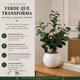 thumbnail image 5 of Planta Artificial Ficus Decorativa Maceta Decoracion Hogar crema, 5 of 9